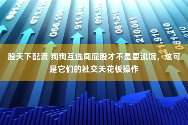股天下配资 狗狗互选闻屁股才不是耍流氓，这可是它们的社交天花板操作
